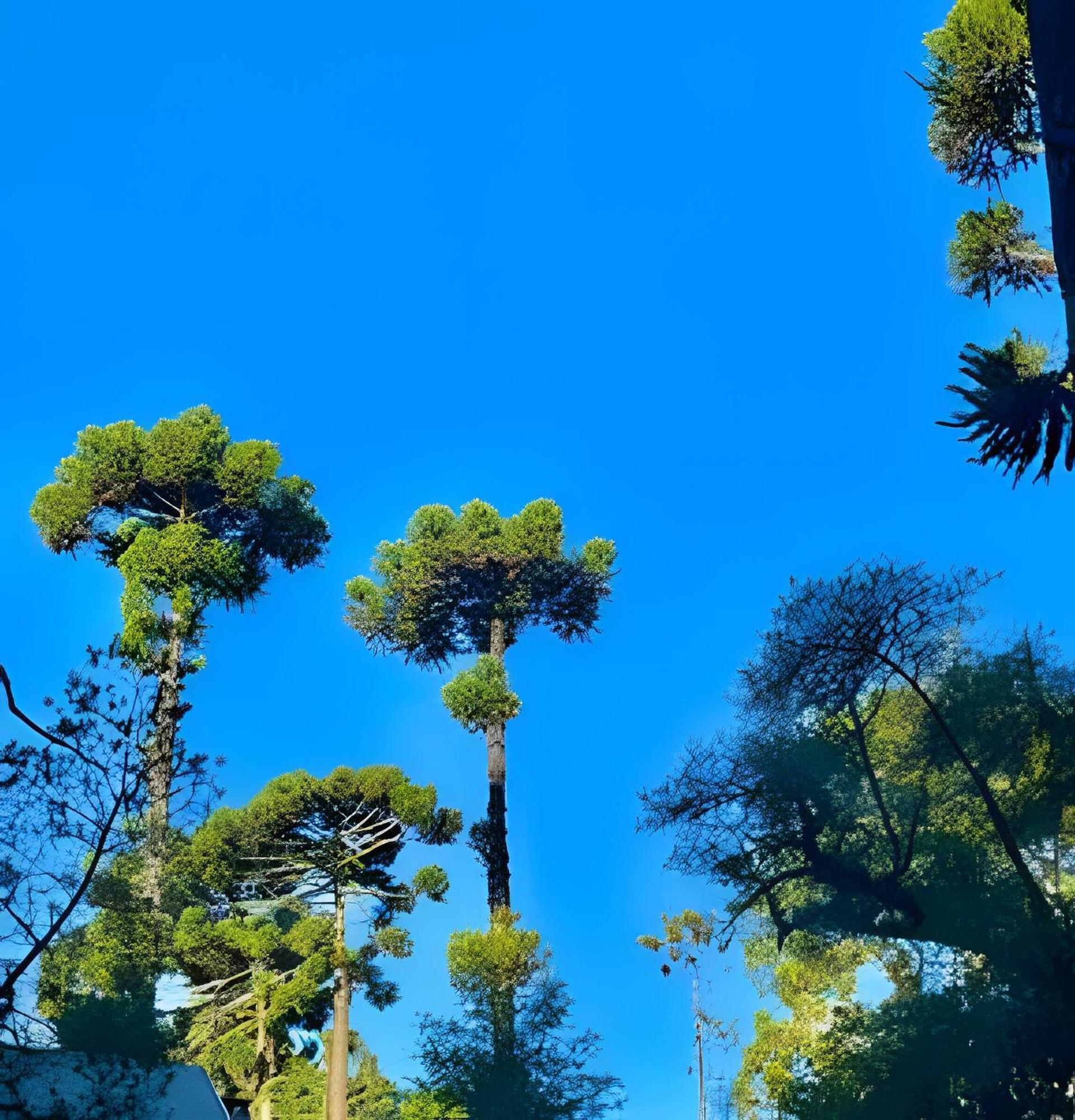Cabana Suspensa Na Natureza - Regiao Turistica Campos do Jordão Esterno foto