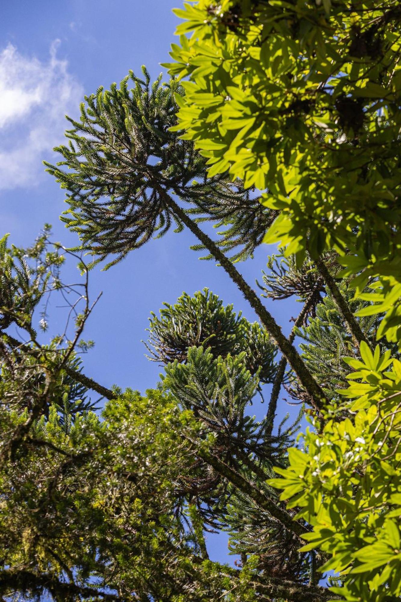 Cabana Suspensa Na Natureza - Regiao Turistica Campos do Jordão Esterno foto